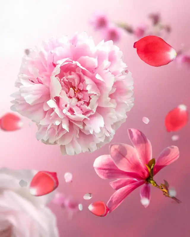 Planche : une pivoine, un magnolia et des pétales de rose en suspension